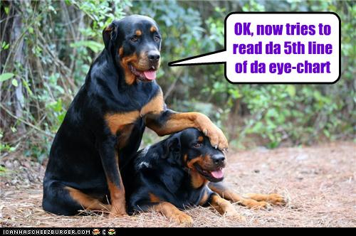 rottweiler reading