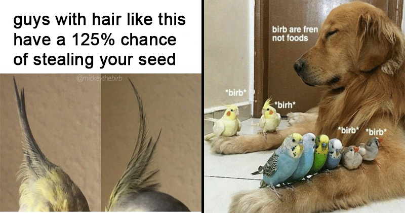 24 high quality birb memes that will elevate your mood memebase 24 high quality birb memes that will elevate your mood memebase