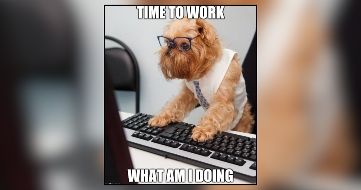 24 Hilarious Memes of Dogs With Ruff Resumes Pretending They Know How ...