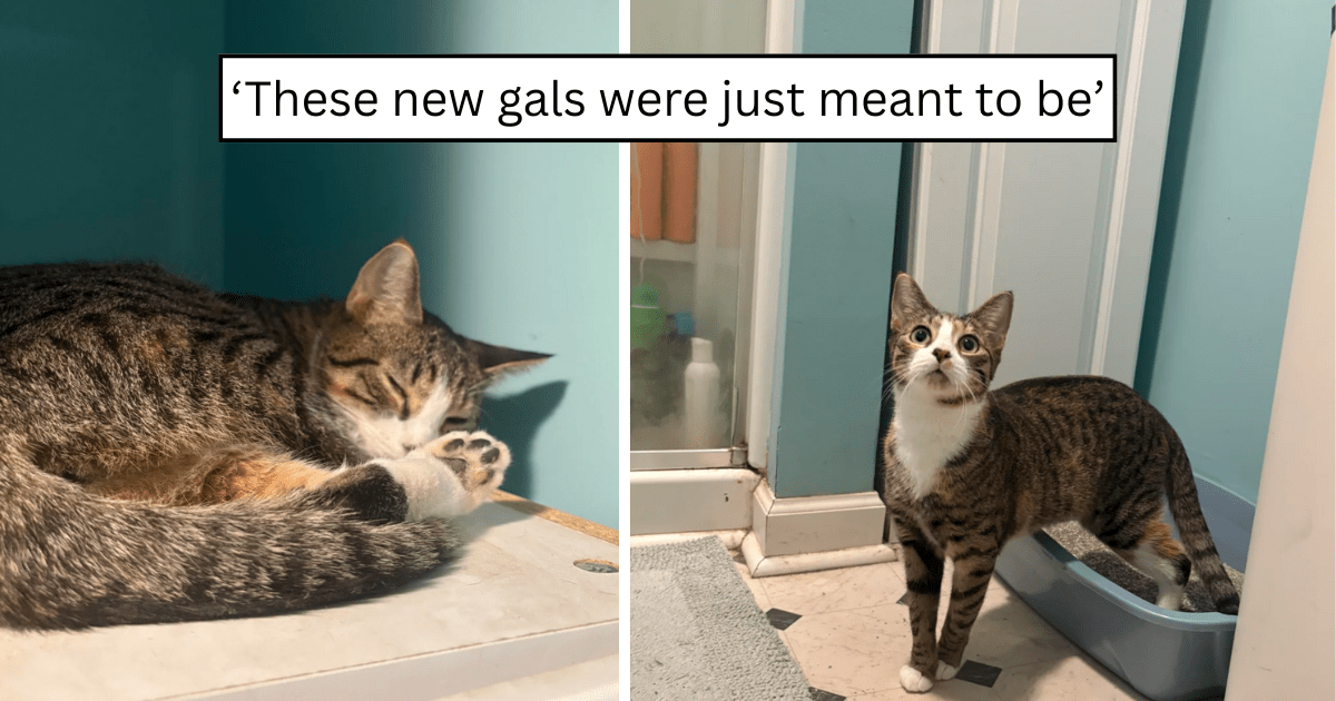 'I had no intention of adopting': A quick visit to the animal shelter turned into a spontaneous double adoption to keep a mama cat and her kitten safe and together