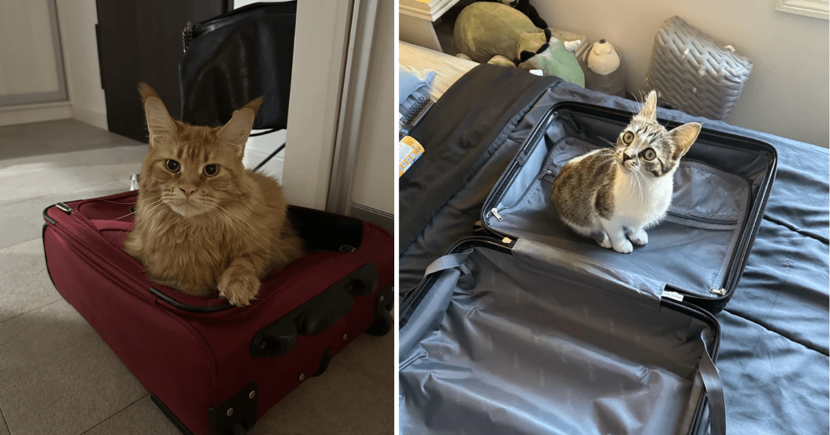 23 Sneaky Pictures of Cats Commandeering Carry-ons to Purrvent Hooman Departures