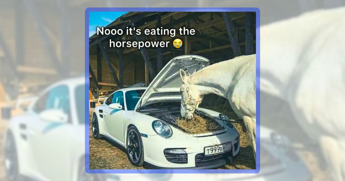 20-wholesome-domestic-animal-memes-of-our-beloved-barnyard-and
