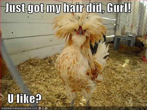 Just got my hair did, Gurl! U like? - I Can Has Cheezburger?