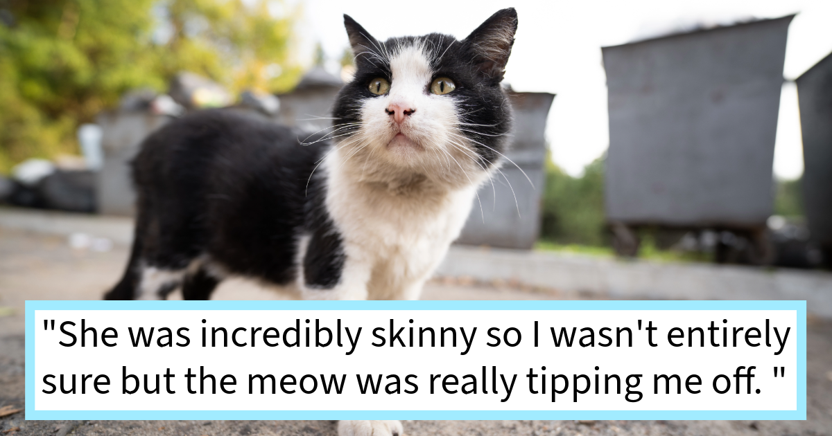 ‘My cat had a very distinctive meow so I had a pretty good feeling it ...