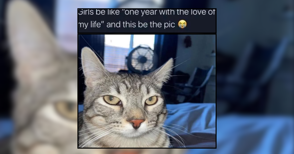 A Cat Roster of Cuties Ranked From Least to Most Funny - I Can Has ...