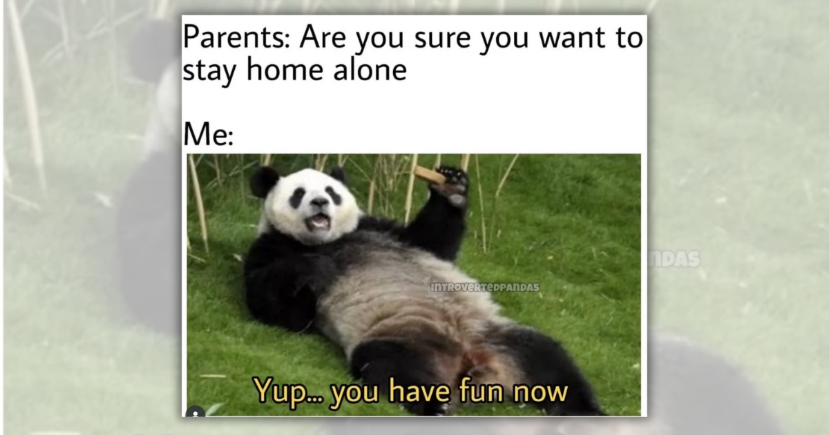 25 Introverted Panda Memes to Set the Pace for a Peaceful Week