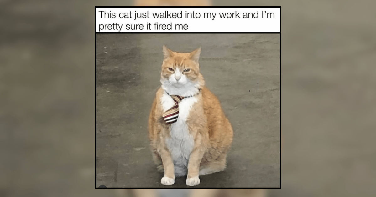 Cooky Kitties Impersonating Hoomans For Your Hissterical Scrolling Pleasure