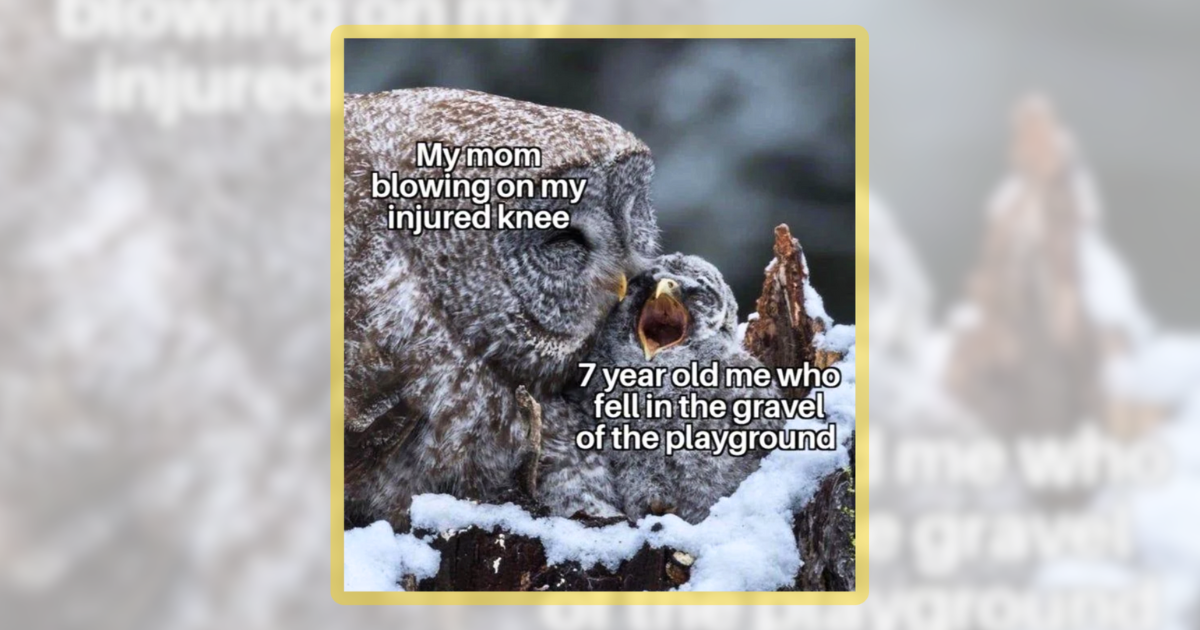 25-uplifting-animal-memes-to-boost-your-mood-with-wholesomeness