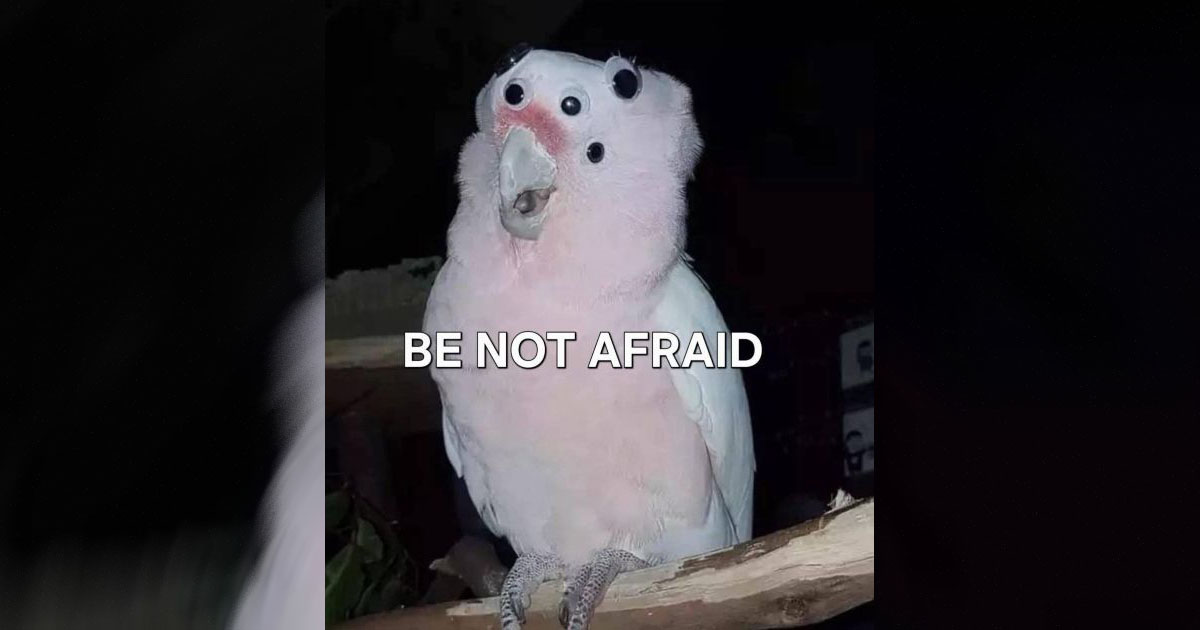 Bird Memes That Go Tweet Tweet