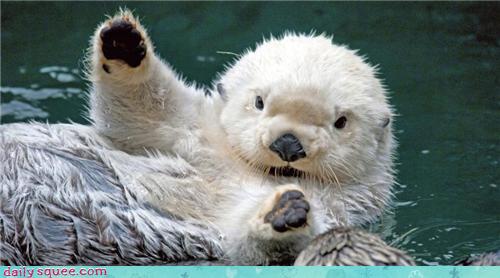 Clap Your Hands - Daily Squee - Cute Animals - Cute Baby Animals - Cute ...