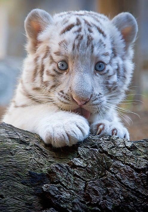 baby blue tiger