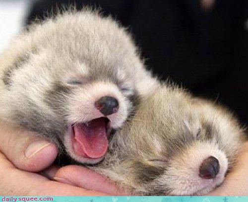 Red Panda Babies Daily Squee Cute Animals Cute Baby Animals Cute Animal Pictures Animal Gifs Gif Animals