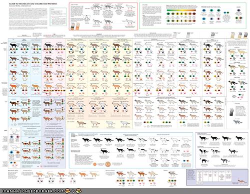 Guide to Housecat Coat Color and Patterns - I Can Has Cheezburger?