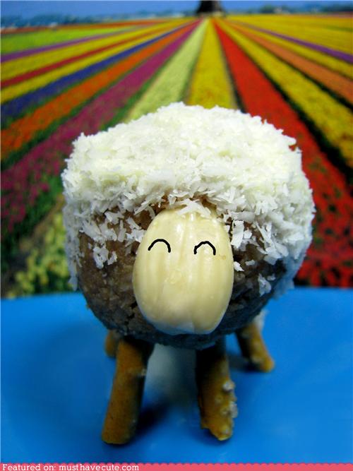 truffles sheep