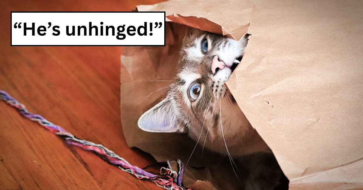 'I live with a furry dictator': A Hissterical List of Chaotic Cat Crimes and Unhinged Kitty Behavior