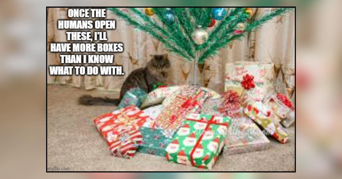 25 Irresistible Memes of Cats Treating Every Cardboard Box Like Premium Real Estate