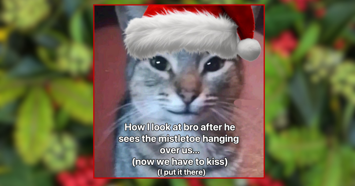 20 Christmas Cats in Santa Hats to Scroll Under the Mistletoe
