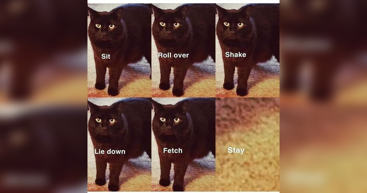 Funniest Cat Memes for Feline Fanatics (December 17, 2025)