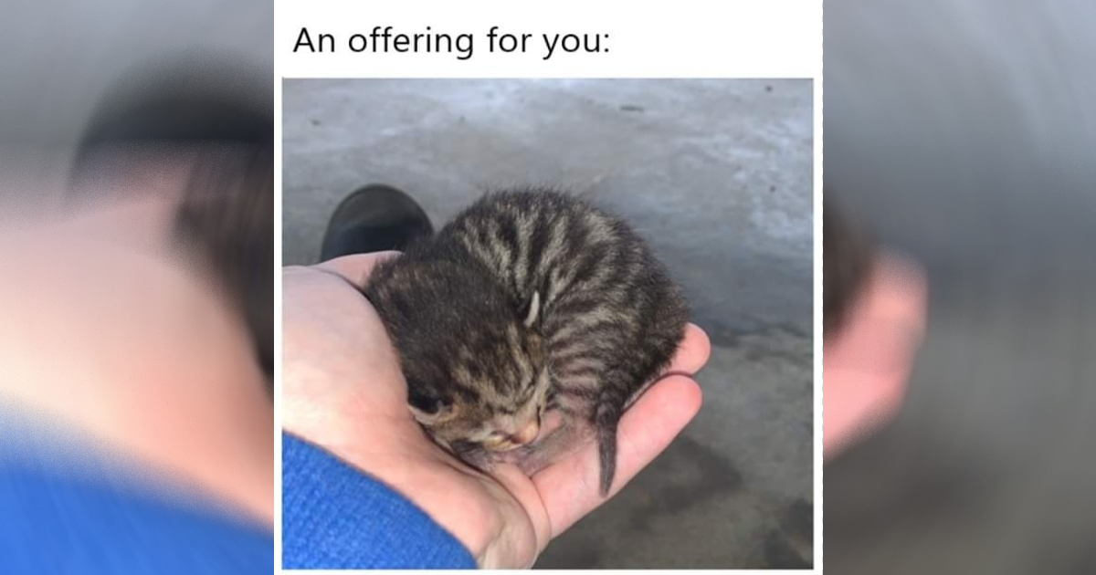 The Best Heartwarmingly Wholesome Memes and Posts of the Week