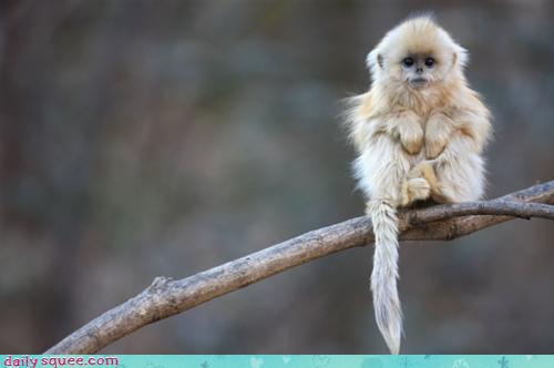 Daily Squee - Cute Animals - Cute Baby Animals - Cute Animal Pictures -  Animal Gifs - GIF Animals