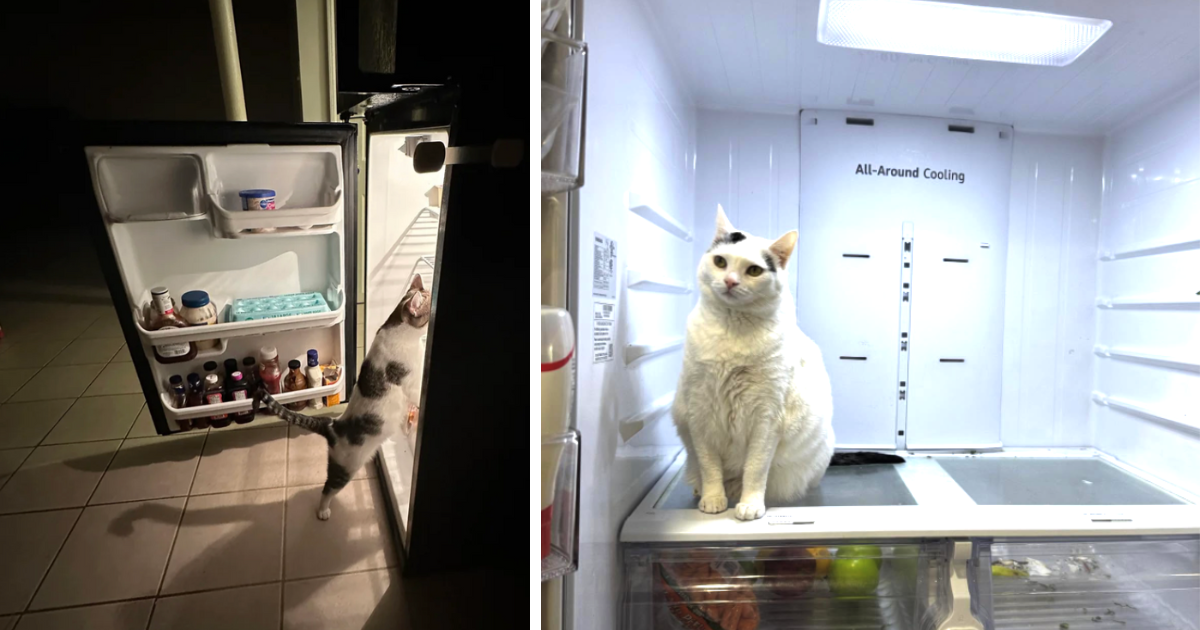 23 Hissterical Pictures of Fridge-Foraging Felines on a Snack Mission ...