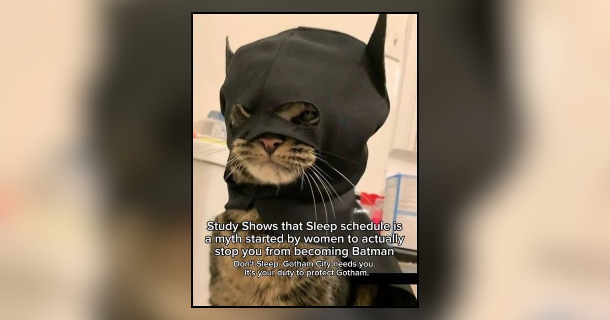 22 Sleepless Memes of Cats With No Respect for Sleep - I Can Has ...