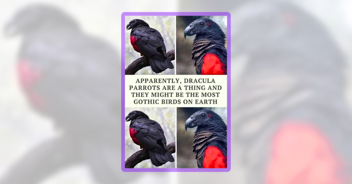 26 Hilarious Birb Memes for Flockin’ Fabulous People - Animal Comedy ...