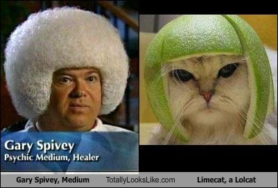 Gary Spivey, Medium Totally Looks Like Limecat, a Lolcat - Totally Looks  Like