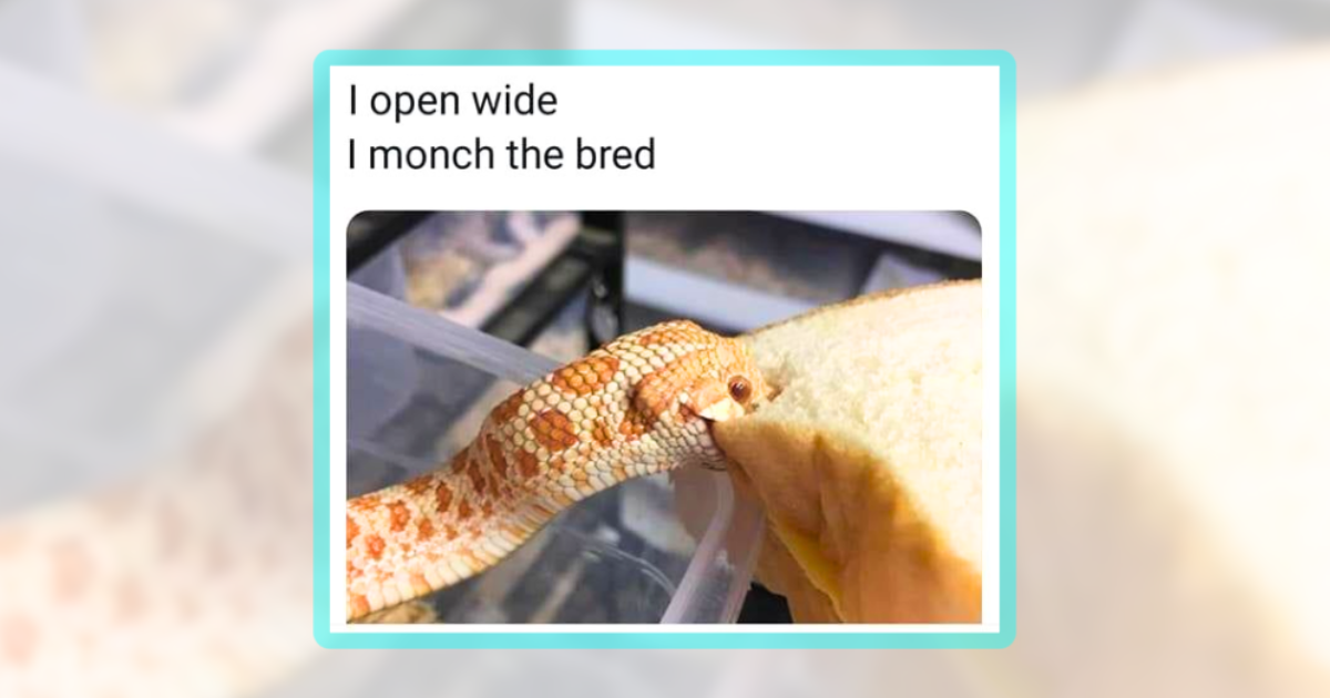 A Slithery Scroll of 22 Snake Memes to Wiggle Your Worries Away ...