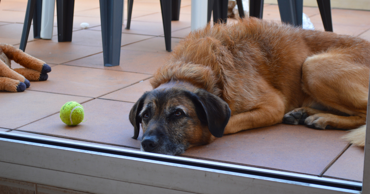 Long-term dog sitter worries for restless pup when he realizes owners don't take him on walks, he seeks wholesome internet advice on how to entertain the bored doggie: 'I feel bad for him'