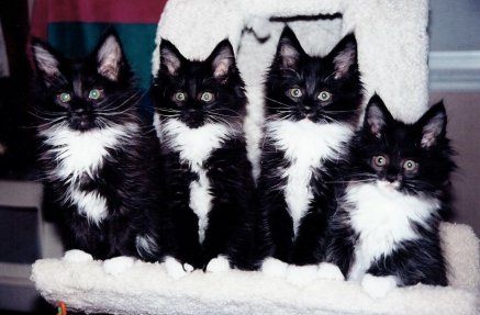 Featured image of post Anime Tuxedo Cats