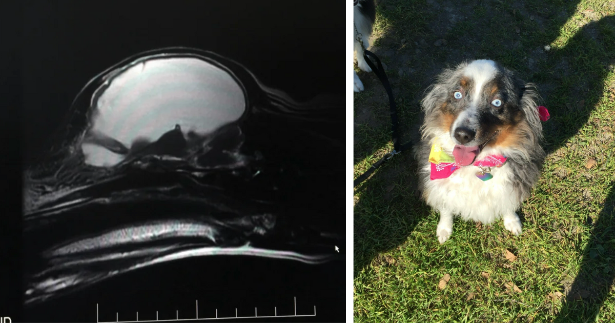 'We found out she had (almost) no brain': 6 years after adopting a ...