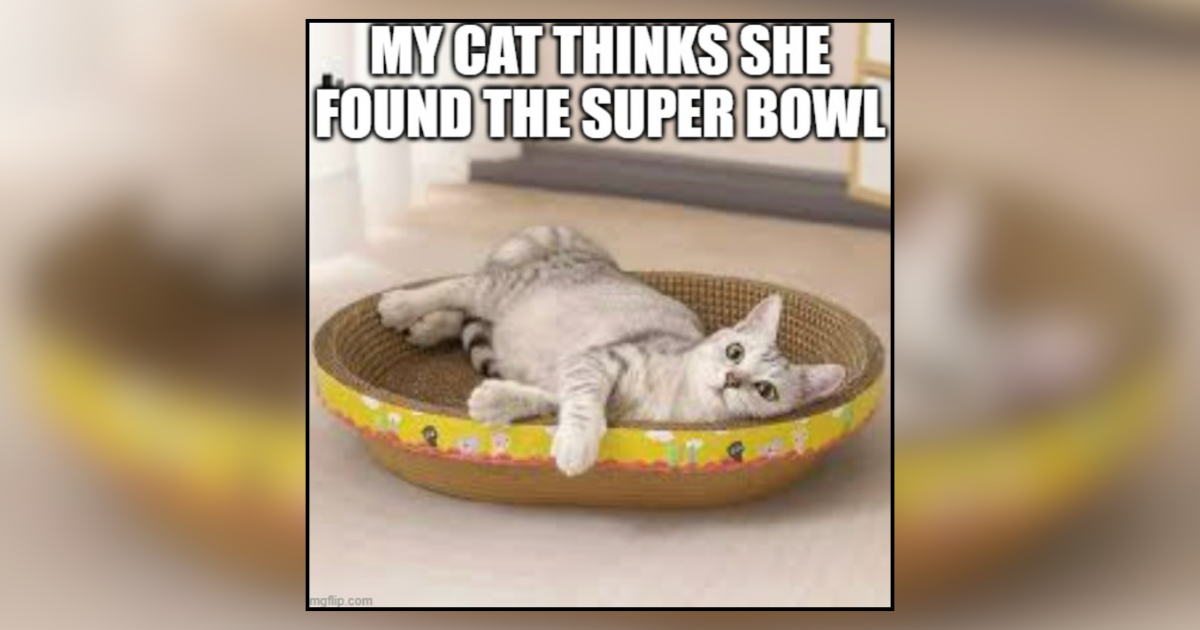 21 Pawsome Memes of Super Bowl Cats Calling Paws, Purrs, and Plays