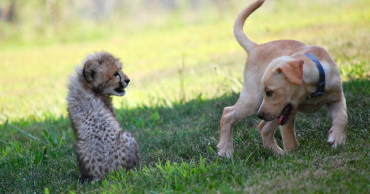 Struggling to survive, young cheetah cub and rescue puppy become ...