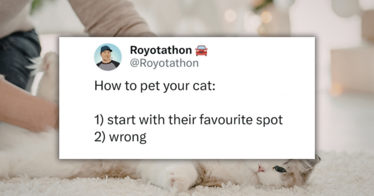 23 Midweek Cat Tweets to Rescue You From a Meltdown With a Much-Needed ...