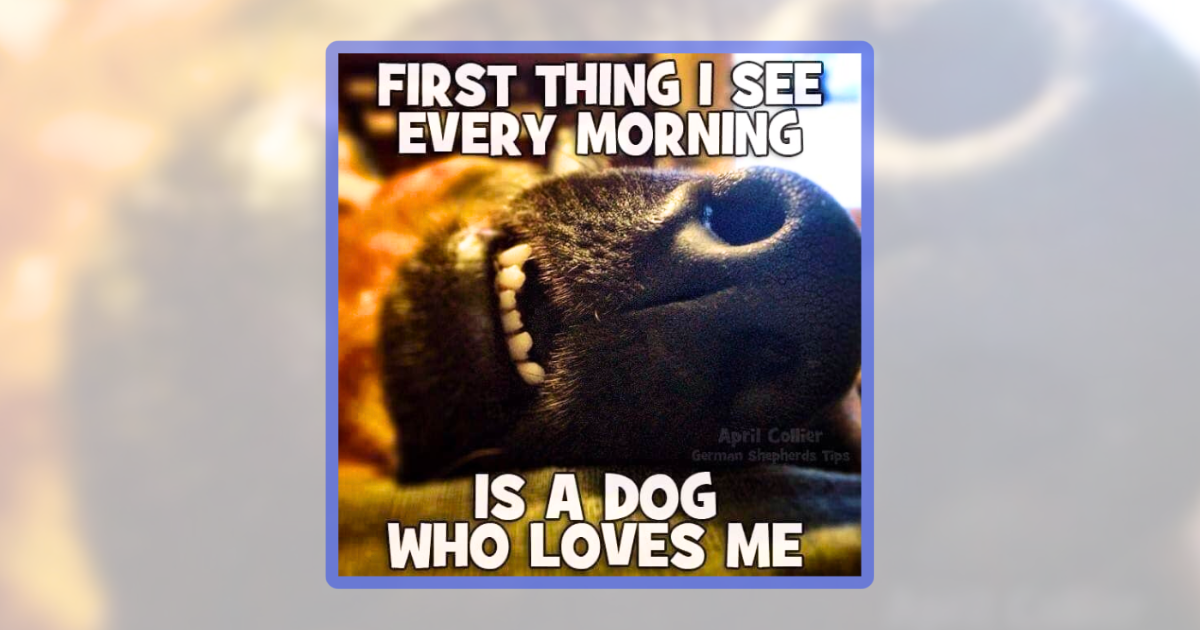 25 Delightful Doggo Memes for Pawrents Raising Cute Canine Kids ...