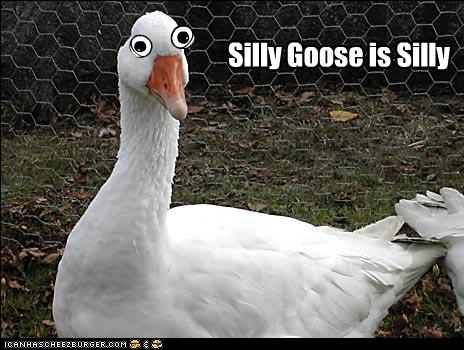 Silly Goose is Silly - Cheezburger - Funny Memes  Funny 