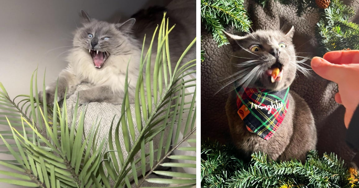 22 Unflattering and Funny Feline Photos fur Cat Pawrents who’ve Been Wronged by their Cat Child