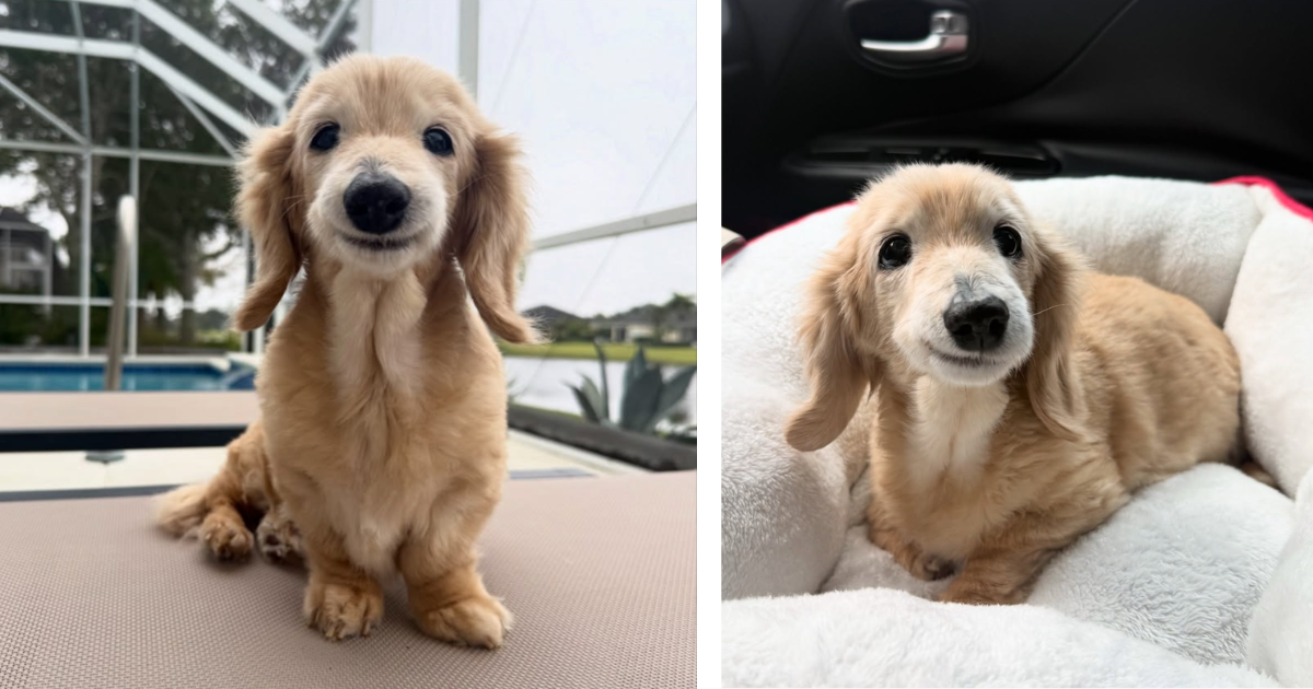 Mini Dachshund breaks the internet for having the most awwdorable smile ...