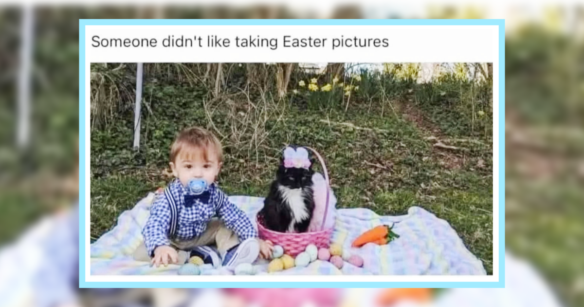 22 Feline Funnies fur a Hissterical End to the Work Week