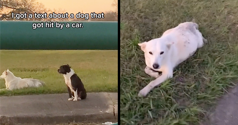 3 Part TikTok Goes Viral of Woman Rescuing a Pregnant Stray Hit by a ...