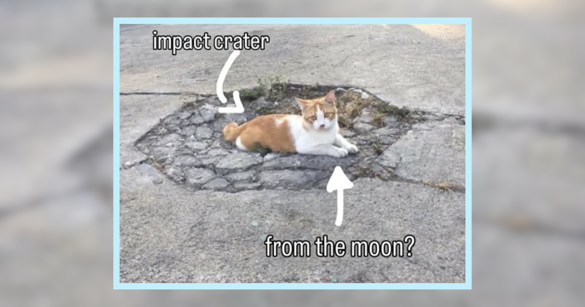 A Lollapalooza Of Cat Memes For Music Festival Lovers I Can Has 