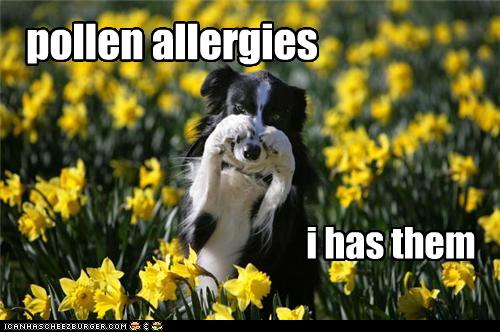 Dog sneezing meme hotsell