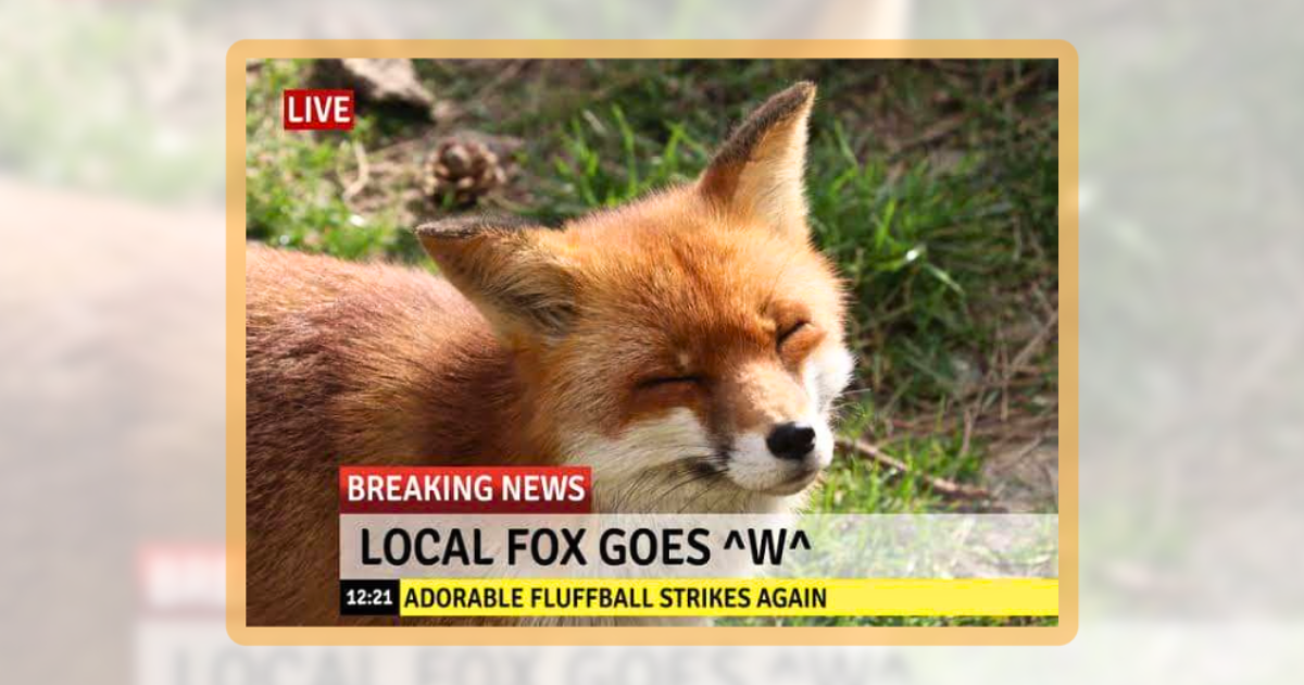 20 Fluffy Fox Memes Full of Whimsical Woodland Energy - Animal Comedy ...