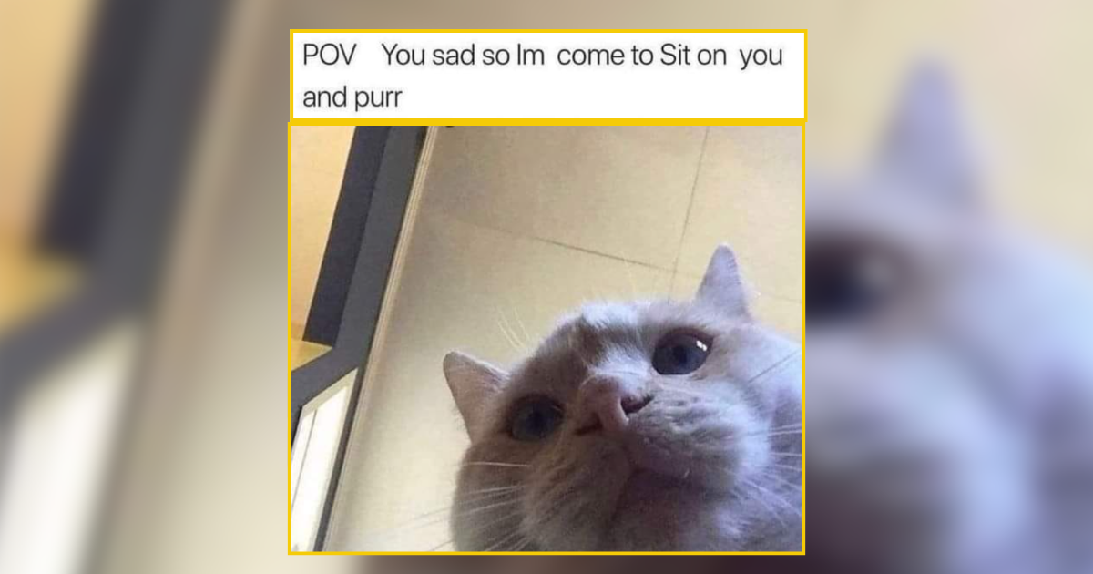 A Cute Little Dopamine Hit of Meowlarious Cat Memes