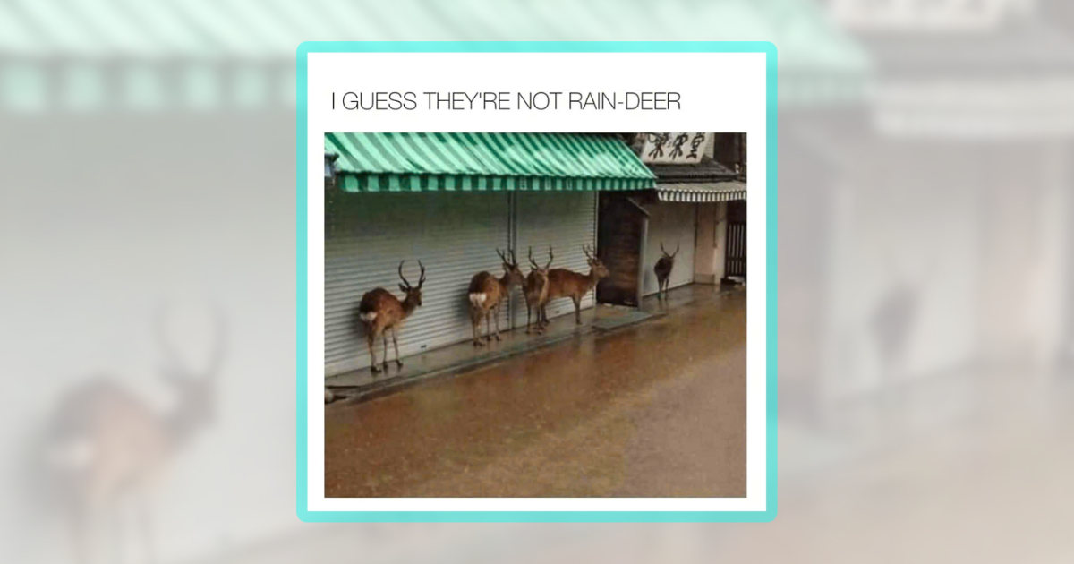 21 Doelightful Deer Memes to Welcome Spring With Woodland Wholesomeness ...