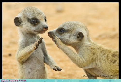 Daily Squee - Meerkats - Cute Animals in the Cutest Pictures Ever and even  cuter baby animals - Cute Animals - Cute Baby Animals - Cute Animal  Pictures - Animal Gifs - GIF Animals - Cheezburger
