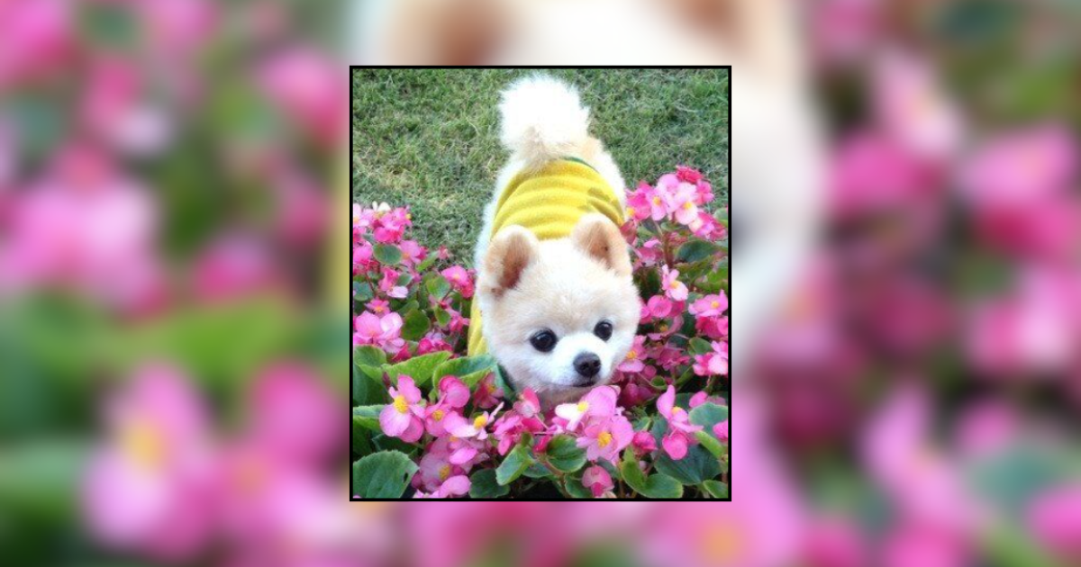 24 Pups Sniffing Spring Flowers to Help Your Mood Bloom - Animal Comedy ...