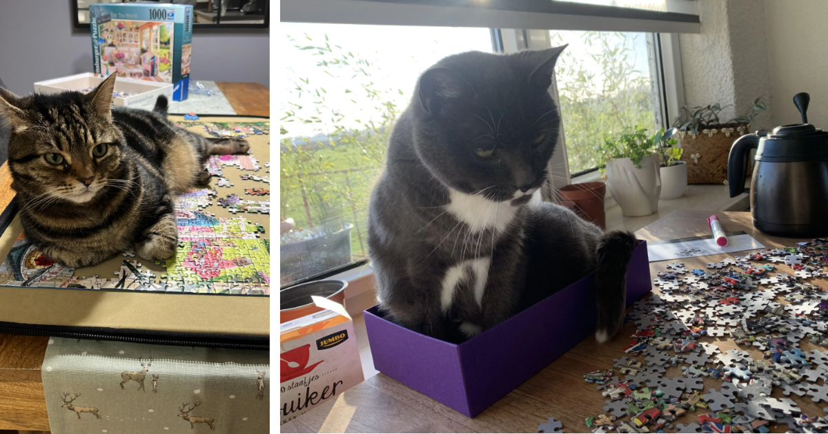 20 Sweet Attention Seeking Cat Children Who’ll Never let their Pawrents Complete their Puzzles