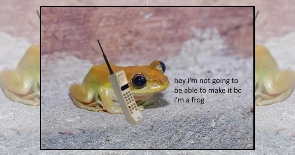 25+ Funny Frog Memes That Are Totally Un-frog-gettable